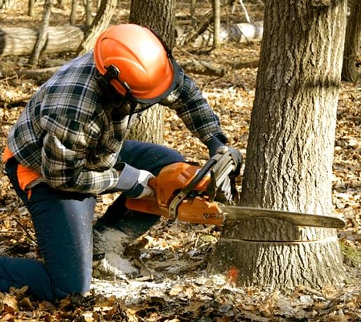 Tree Removal in Orlinda, TN